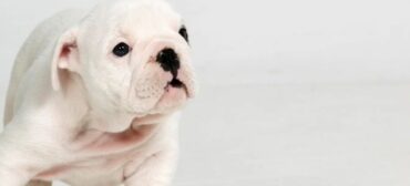 Ubezpieczenie zwierząt domowych i hodowlanych – jak znaleźć odpowiednią ofertę?