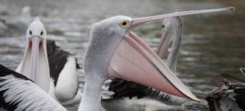 Pelikan był niewinny! Oszust ubezpieczeniowy złapany z pomocą YouTube’a