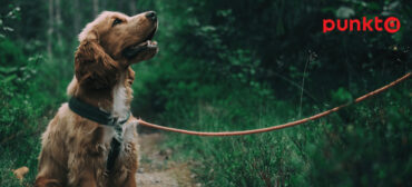 Pies w lesie - ubezpieczenie dla psów i kotów
